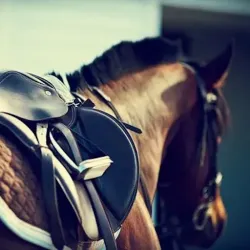 A saddled horse, ready to race